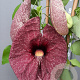 Aristolochia grandiflora 60-80 cm 4,5L