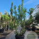 Arbutus unedo 175-200 cm 45L