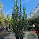 Arbutus unedo 200-250 cm 45L