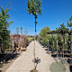 Arbutus unedo 230 cm stam container meerstammig dakvorm