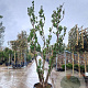 Arbutus unedo 350-400 cm cont. 175L 