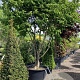 Carpinus betulus 400-450 cm container meerstammig