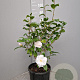 Camellia j. 'Hagoromo' 40-60 cm 10L