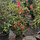 Camellia japonica 125-150 cm container 