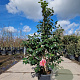 Camellia japonica 125-150 cm container 