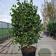 Camellia japonica 175-200 cm container meerstammig