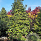 Camellia japonica 300-350 cm container solitair
