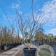 Cercis can. 'Forest Pansy' 150-175 cm container 