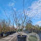 Cercis can. 'Forest Pansy' 150-175 cm container 