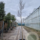 Cercis can. 'Forest Pansy' 180 cm stam container 10-12 hoge lei