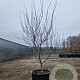 Cercis can. 'Forest Pansy' 200-250 cm container meerstammig
