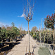 Cercis can. 'Forest Pansy' 200 cm stam container 12-14