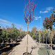 Cercis can. 'Forest Pansy' 200 cm stam container 14-16 hoge lei