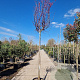 Cercis can. 'Forest Pansy' 200 cm stam container 14-16 hoge lei