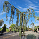 Cedrus l. 'Glauca Pendula' 220 cm stam container 30-35 lei 150x150