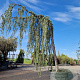Cedrus l. 'Glauca Pendula' 220 cm stam container 30-35 lei 150x150