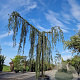 Cedrus l. 'Glauca Pendula' 220 cm stam container 30-35 lei 150x150