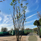 Cercis siliquastrum 350-400 cm container meerstammig