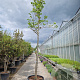 Cercis siliquastrum 'Alba' 220 cm stam container 20-25