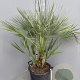 Chamaerops humilis 100-110 cm 25L