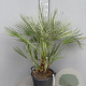 Chamaerops humilis 100-110 cm 25L