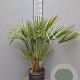 Chamaerops humilis 80 cm 5,0L
