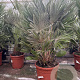 Chamaerops humilis 'Vulcano' 50-70 cm 6L
