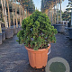 Chamaecyparis o. 'Nana Gracilis' 60-70 cm 30L