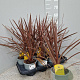 Cordyline aus. 'Red Star' 40-50 cm C1.2