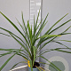 Cordyline australis 80 cm P17