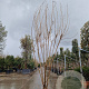 Cotinus coggygria 250-300 cm cont. 110L meerstammig