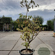 Cornus controversa 'Variegata' 150-175 cm 35L