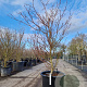 Cornus controversa 'Variegata' 175-200 cm container meerstammig