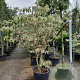 Cornus controversa 'Variegata' 200-250 cm container meerstammig