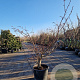 Cornus controversa 'Variegata' 200-250 cm container meerstammig