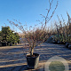 Cornus controversa 'Variegata' 200-250 cm container meerstammig