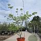 Cornus 'Eddie's White Wonder' 200-250 cm container meerstammig extra