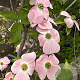 Cornus fl. 'Cherokee Brave' 200-250 cm container meerstammig