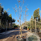 Cornus florida 150-175 cm 35L
