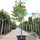 Cornus florida rubra 120 cm stam container 16-18