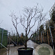 Cornus florida rubra 250-300 cm container Multistam