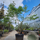 Cornus florida rubra 350-400 cm container