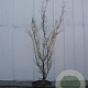 Cornus k. 'China Girl' 250-300 cm container meerstammig