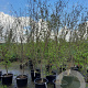 Cornus k. 'China Girl' 250-300 cm container meerstammig