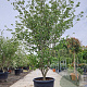 Cornus k. 'Fireworks' 250-300 cm container meerstammig