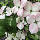 Cornus k. 'Miss Petty' 200-250 cm cont. 130L meerstammig