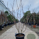 Cornus k. 'Milky Way' 150-175 cm container 