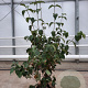 Cornus k. 'Milky Way' 150-175 cm container 
