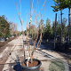 Cornus k. 'Milky Way' 150-175 cm container 