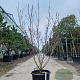 Cornus k. 'Milky Way' 175-200 cm container meerstammig
